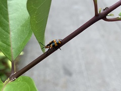 Phyllocharis undulata