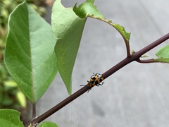 Phyllocharis undulata