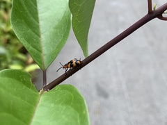 Phyllocharis undulata