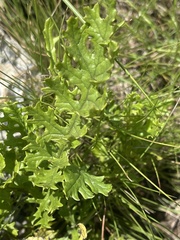 Senecio rhyncholaenus