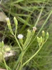 Senecio rhyncholaenus