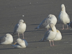 Larus glaucoides