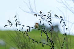 Cisticola njombe