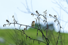 Cisticola njombe