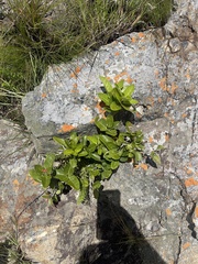 Ficus ingens