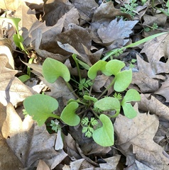 Claytonia perfoliata