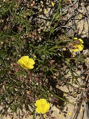 Crocanthemum scoparium