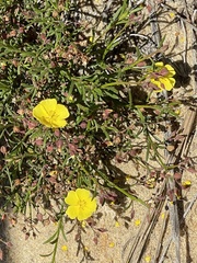 Crocanthemum scoparium