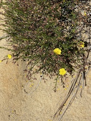 Crocanthemum scoparium