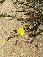 Crocanthemum scoparium
