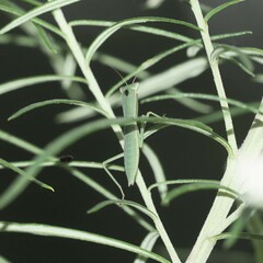 Orthodera ministralis