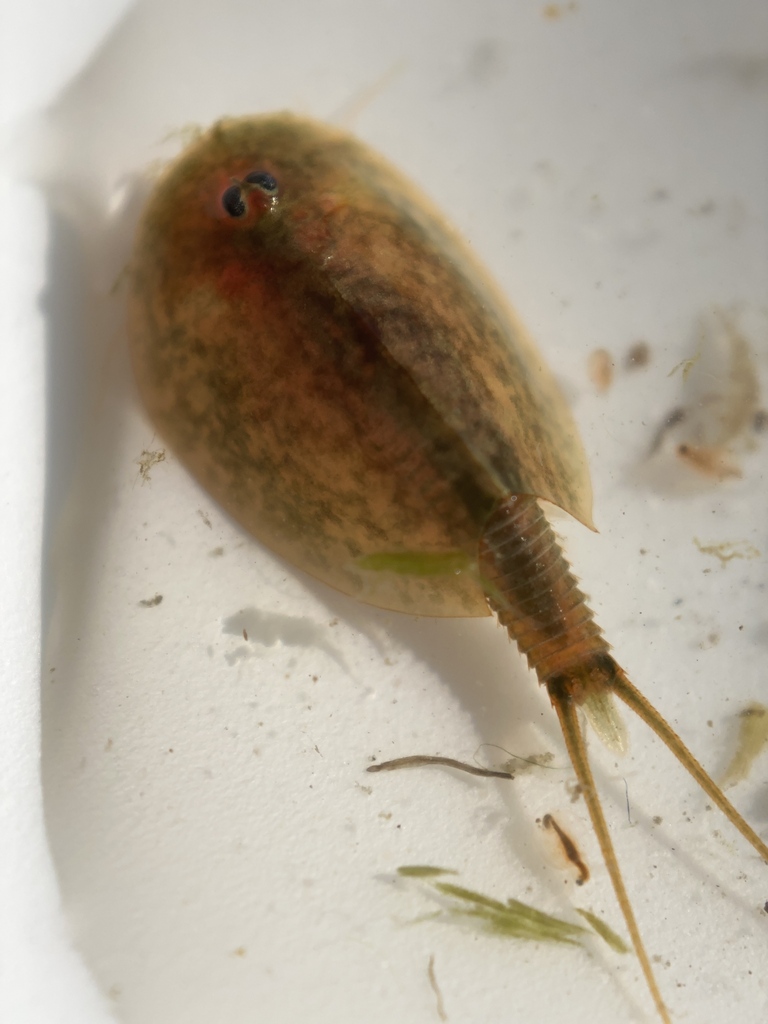 Vernal Pool Tadpole Shrimp in February 2023 by Merav Vonshak. organisms ...