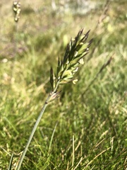 Australopyrum velutinum