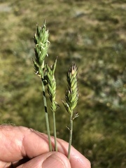 Australopyrum velutinum