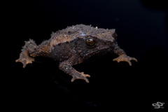 Rhinella rostrata