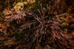 Amphiroa anceps