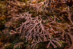 Amphiroa anceps