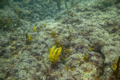 Amphiroa anceps