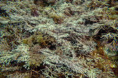 Amphiroa anceps