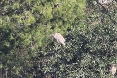 Botaurus lentiginosus