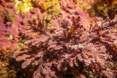 Arthrocardia corymbosa