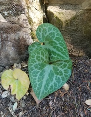 Asarum