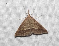 Epidesmia hypenaria