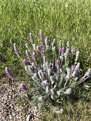 Oxytropis splendens