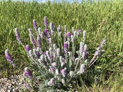 Oxytropis splendens