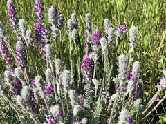 Oxytropis splendens