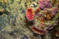 Monomyces rubrum