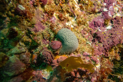 Psammocinia