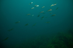 Trachurus