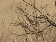 Sturnella magna lilianae