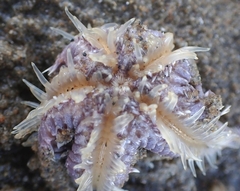 Astropecten