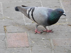 Columba livia domestica