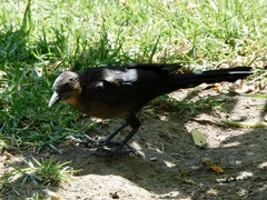 Quiscalus mexicanus