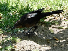 Quiscalus mexicanus