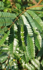 Polyura athamas