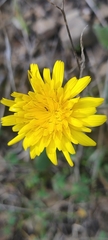 Cichorieae