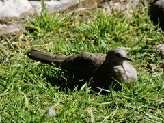 Columbina inca