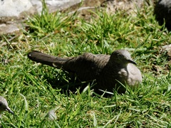 Columbina inca