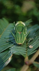 Polyura athamas