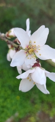 Prunus amygdalus
