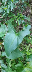 Arisarum simorrhinum
