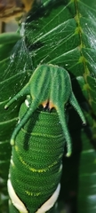Polyura athamas