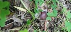 Arisarum simorrhinum