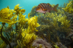 Chirodactylus spectabilis