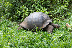 Chelonoidis niger