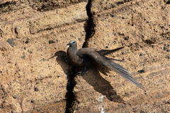 Anous stolidus galapagensis